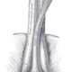 Illustration for article titled This Is How Penile Erection Actually Works